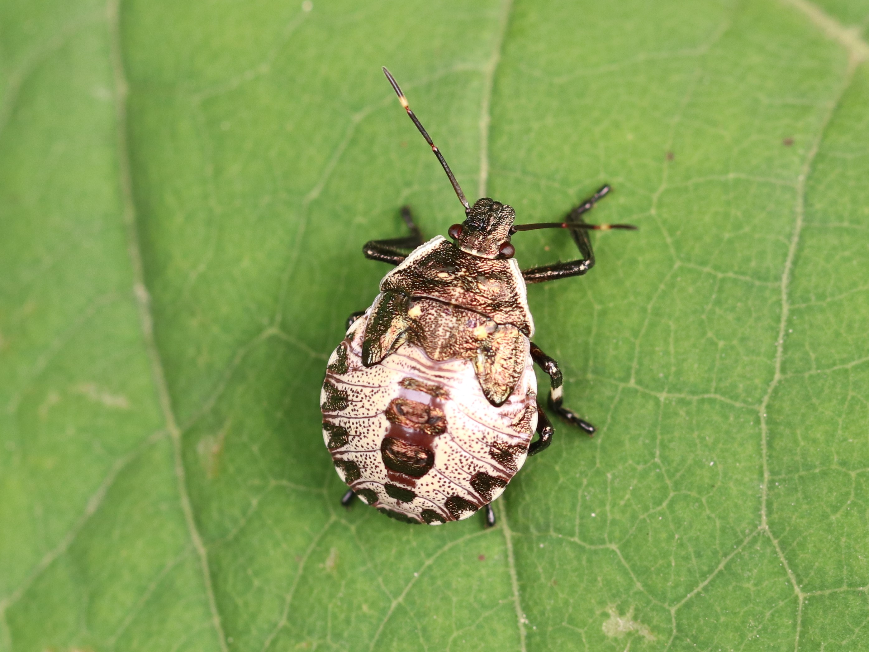 葉上のクチブトカメムシ